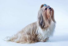 西施犬品种图片-爱狗网