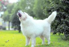 大白熊犬品种图片-爱狗网