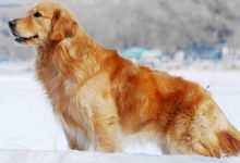 金毛犬品种图片-爱狗网