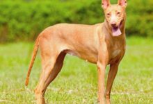 法老王猎犬品种图片-爱狗网