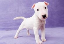 斗牛梗品种图片-爱狗网