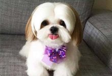 西施犬应该怎样喂养-爱狗网