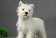 西高地白梗性格特点-爱狗网