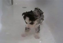 哈士奇洗澡注意什么-爱狗网