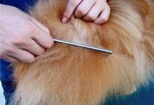 狗狗身上有跳蚤怎么办-爱狗网