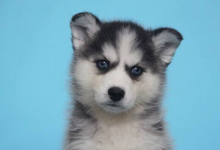 狗狗的可爱名字大全-爱狗网