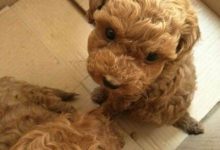 狗狗打疫苗的最佳时间-爱狗网