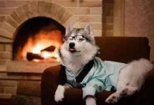 狗狗冬天要不要穿衣服-爱狗网