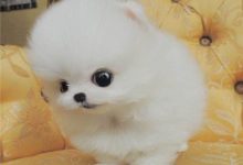 好听的狗名字大全-爱狗网