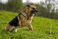 德国牧羊犬品种图片-爱狗网