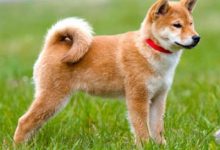 秋田犬品种图片-爱狗网