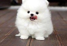 博美犬品种图片-爱狗网