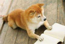 柴犬品种图片-爱狗网