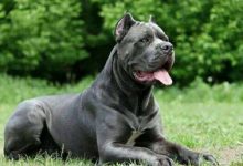 卡斯罗犬品种图片-爱狗网