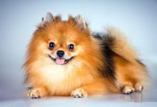 博美的性格与特点-爱狗网