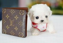 饲养茶杯犬时应该注意的事项-爱狗网