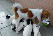 蝴蝶犬串串-爱狗网