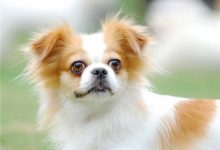 蝴蝶犬价格多少钱一只-爱狗网