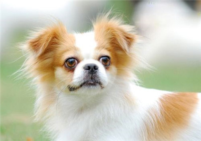 蝴蝶犬价格多少钱一只