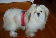 西施犬好养吗-爱狗网