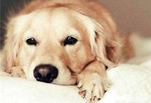 狗狗打喷嚏原因分析-爱狗网