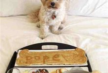 冬季狗狗如何过冬-爱狗网