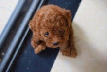 怎么训练泰迪大小便-爱狗网