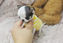 吉娃娃好养吗-爱狗网