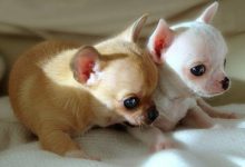 吉娃娃智商排名-爱狗网