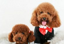 泰迪犬的智商-爱狗网