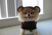 美式博美价格是多少钱一只-爱狗网