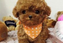 贵宾犬多少钱一只-爱狗网