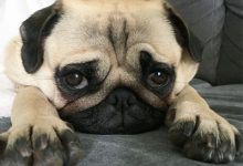 巴哥犬智商排名第几名-爱狗网