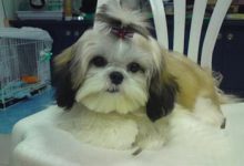 西施犬怎么弄造型-爱狗网