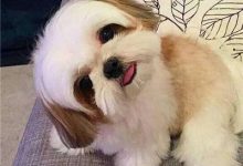 西施犬多少钱一只-爱狗网