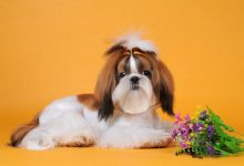 西施犬的性格特征-爱狗网