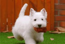 西高地白梗标准体型-爱狗网