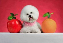 卷毛比雄犬的性格-爱狗网