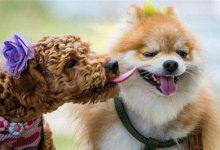 狗狗名字大全霸气的有哪些-爱狗网