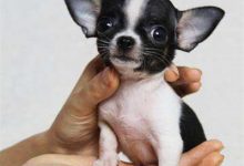 吉娃娃寿命是多少年-爱狗网