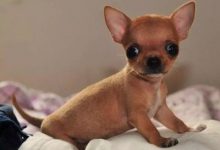 吉娃娃性格怎么样-爱狗网