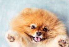 英系博美犬价格多少钱一只-爱狗网