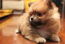 博美犬喂食注意什么-爱狗网