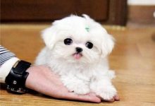 马尔济斯犬的饲养方法-爱狗网