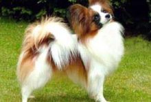 蝴蝶犬能长多大-爱狗网