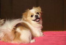 蝴蝶犬好养吗-爱狗网