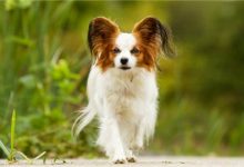 蝴蝶犬喂养需要注意什么-爱狗网