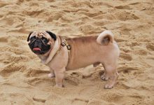 巴哥犬价格多少-爱狗网