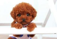 贵宾犬多少个月才算成年-爱狗网