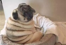 巴哥犬性格特点-爱狗网